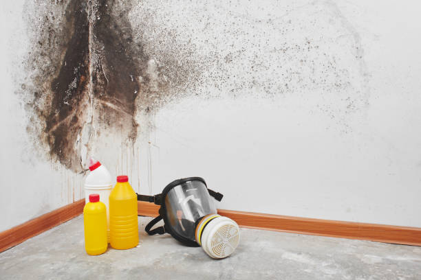 Best Black Mold Remediation in Kenvil, NJ