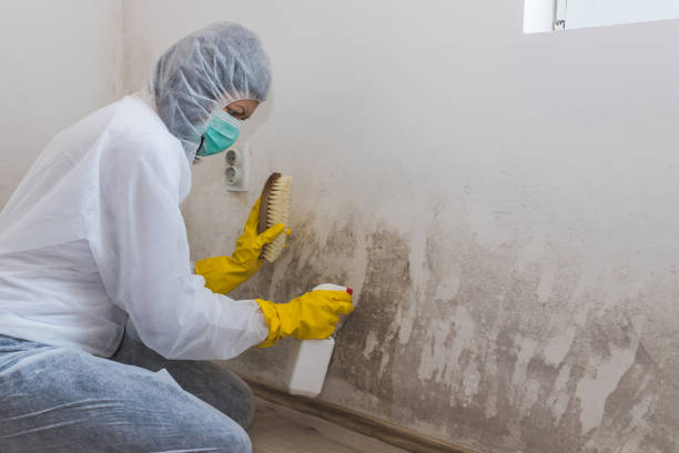 Best Attic Mold Remediation in Kenvil, NJ