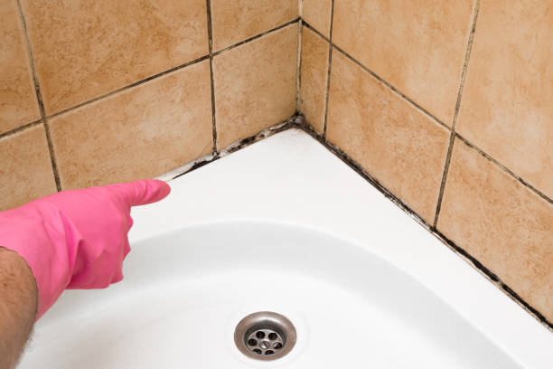 Best Crawl Space Mold Remediation in Kenvil, NJ